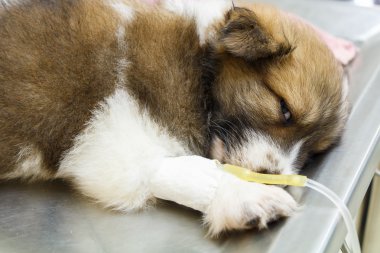 intravenöz damla ile hastalık köpek yavrusu