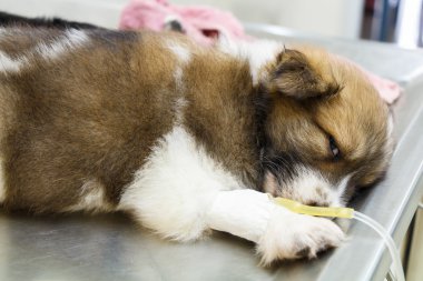 intravenöz damla ile hastalık köpek yavrusu