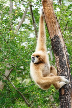 Gibbon (Hylobates lar) tırmanış ormanda, Chiangrai, Tayland