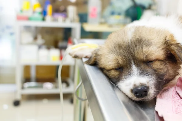 Cachorro enfermo con goteo intravenoso en la mesa de operaciones — Foto de Stock