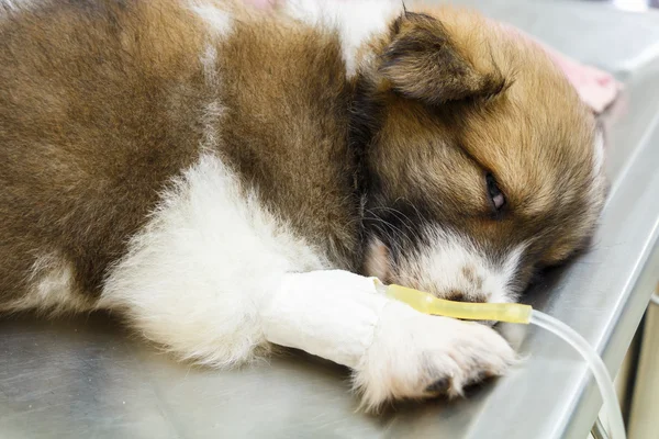 Ziekte pup met intraveneus infuus — Stockfoto