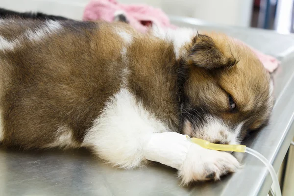 Intravenöz damla ile hastalık köpek yavrusu — Stok fotoğraf