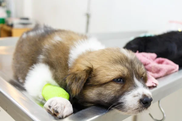 その足でカテーテルの病気子犬 (タイ Bangkaew 犬) — ストック写真