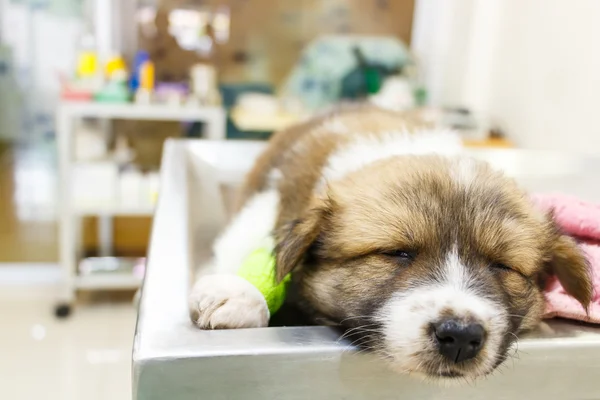 Filhote de cachorro bonito doente e dormir na mesa de operação em cl veterinário — Fotografia de Stock