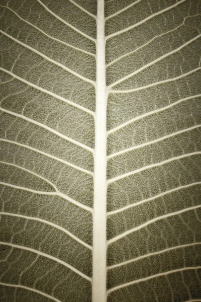 Textura da folha — Fotografia de Stock