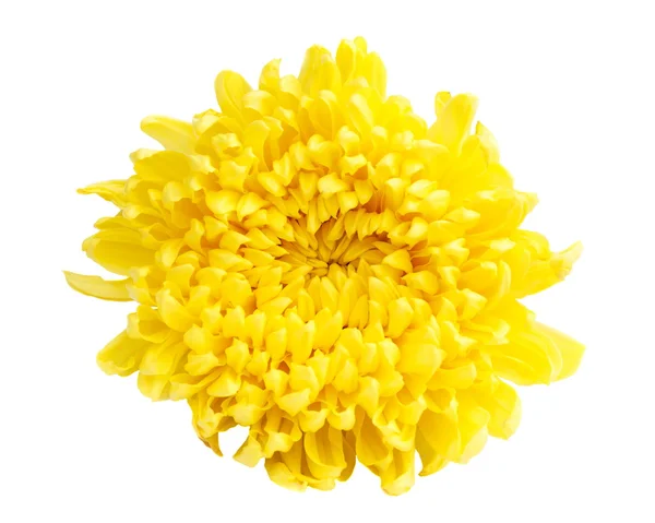 颜色黄色菊花 — 图库照片
