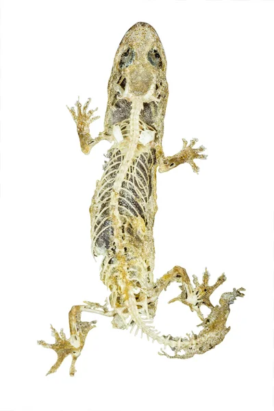 Cadavere di lucertola su sfondo bianco — Foto Stock