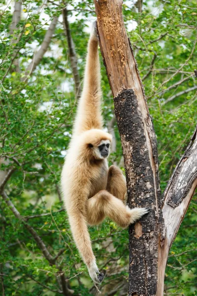 Gibbon (Hylobates lar) climb tree in forest ,Chiangrai ,Thailand