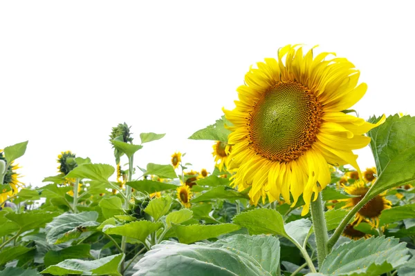 向日葵的孤立的背景 — 图库照片