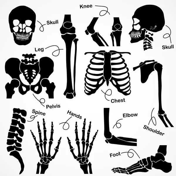 Samling mänskliga skelettet — Stock vektor