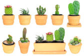 Sok típusú kaktusz (elszigetelt háttér )