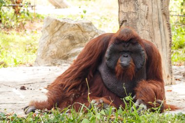 Bornean orangutan (Pongo pygmaeus) Tayland (Borneo adasında bulundu , Endonezya Sumatra adası )