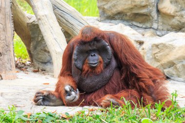 Bornean orangutan (Pongo pygmaeus) Tayland (Borneo adasında bulundu , Endonezya Sumatra adası )