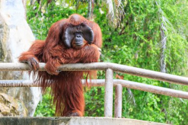 Bornean orangutan(Pongo pygmaeus) in Thailand ( Found it at Borneo island , Sumatra island in Indonesia ) clipart