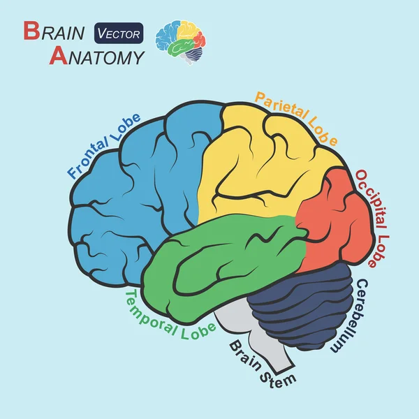 Anatomía cerebral (diseño plano) (lóbulo frontal, lóbulo temporal, lóbulo parietal, lóbulo occipital, cerebelo, tronco cerebral  ) — Vector de stock