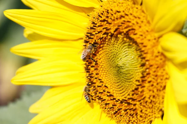 向日葵和蜜蜂在泰国清莱的特写 — 图库照片