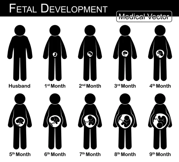 Fetal development ( pregnant woman and fetal growth in womb ) ( step by step ) ( Medical , Science and Healthcare concept ) ( husband and wife concept ) ( flat , black and white design ) — Stock Vector