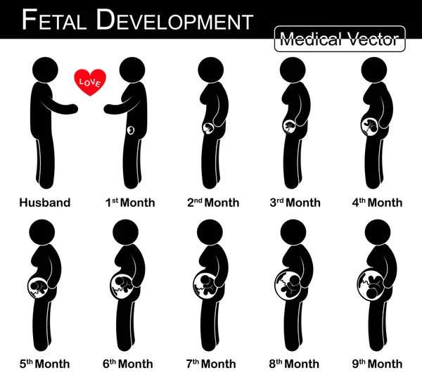 Fetal development ( pregnant woman and fetal growth in womb )( step by step )( Medical , Science and Healthcare concept )( husband and wife concept )( flat , black and white design )( love & family ) — Stock Vector