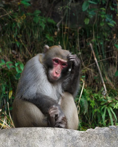 Mono sentarse en la roca y rascarse la cabeza en el parque nacional zhangjiajie, China —  Fotos de Stock