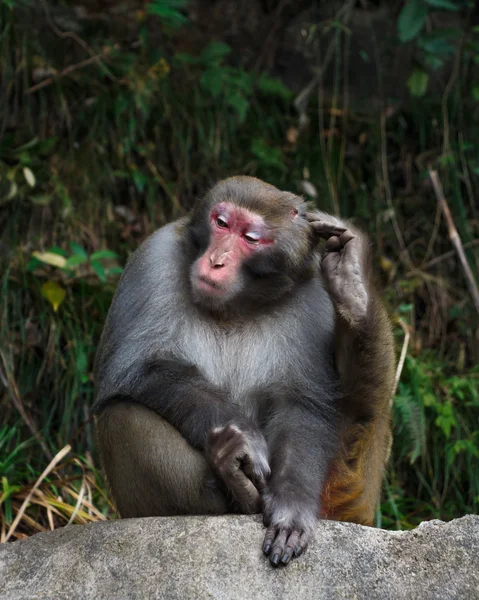 Mono sentarse en la roca y rascarse la cabeza en el parque nacional zhangjiajie, China —  Fotos de Stock