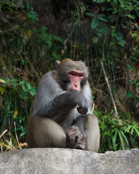 Mono sentarse en la roca en el parque nacional zhangjiajie, China —  Fotos de Stock