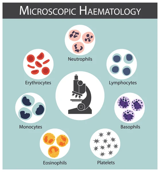 Mikroskobik Hematoloji (kırmızı kan hücreleri: eritrositler) (beyaz kan hücreleri: lenfositler, nötrofiller, monosit, eozinofil, bazofil) (trombosit) kan hücresi serisi konsepti ve infographics