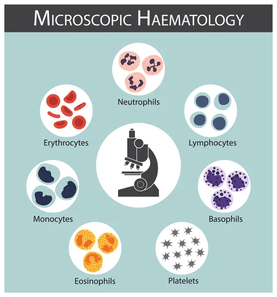 Hématologie microscopique (globules rouges : érythrocytes) (globules blancs : lymphocytes, neutrophiles, monocytes, éosinophiles, basophiles) (plaquettes) Concept et infographie des séries de cellules sanguines — Image vectorielle