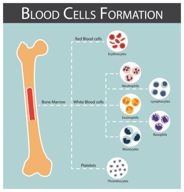 Blood cells Formation ( bone marrow produce blood cells series : erythrocytes , lymphocytes , neutrophils , monocytes , eosinophils , basophils , thrombocytes ) Haematology concept and infographics clipart