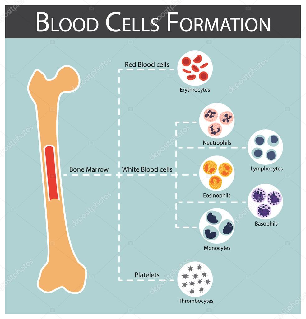 Blood cells Formation ( bone marrow produce blood cells series : erythrocytes , lymphocytes , neutrophils , monocytes , eosinophils , basophils , thrombocytes ) Haematology concept and infographics Stock Vector Image by ©stockdevil_666 #97596080 Blood cells Formation ( bone marrow produce blood cells series : erythrocytes , lymphocytes , neutrophils , monocytes , eosinophils , basophils , thrombocytes ) Haematology concept and infographics Stock Vector Image by ©stockdevil_666 #97596080