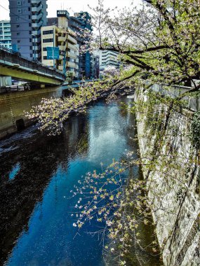 Tokyo japon sring sakura floş view river side