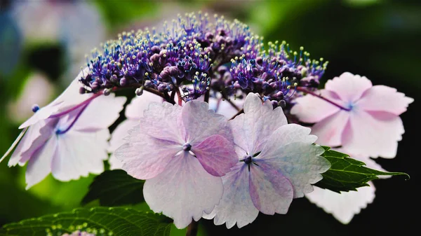 Hortensia Lila Floreciente Primer Plano Enfoque Selectivo — Foto de Stock