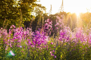 İvan çayı, kiprei, epilobiyum, tarlada bitki çayı, yakın plan.