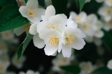 Yasemin çiçekleri çalılıklarda açar güneşli bir günde