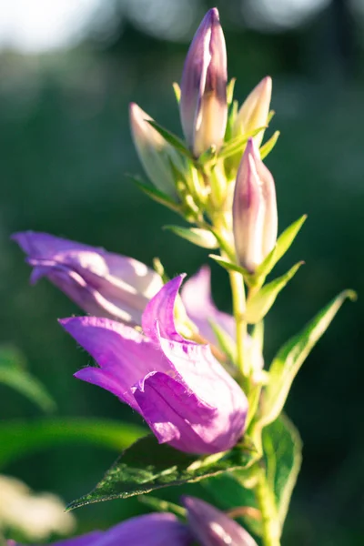 蓝色或紫色的花铃铛插在石壶里.开花结果. — 图库照片
