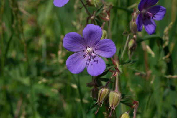 Campanas de flores azules o violetas en maceta de piedra. florecen de cerca. —  Fotos de Stock