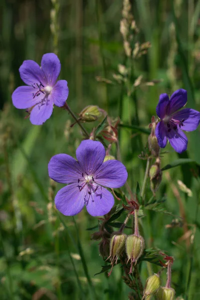 Campanas de flores azules o violetas en maceta de piedra. florecen de cerca. —  Fotos de Stock