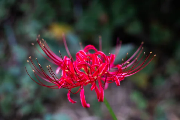 Red spider lily, Lycoris radiata Higanbana in Japanese floers garden in autumn