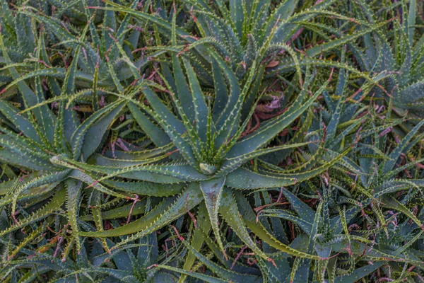 Aloe Vera Closeup Aloevera Planta Cosméticos Renovação Orgânica Natural Medicina — Fotografia de Stock