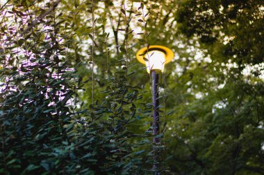 Güz Parkı 'nda akşam üzeri. Park sokağı, sonbahar ağaçları ve gece fenerleri. Boşluğu kopyala