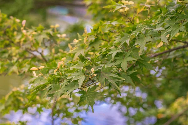 Amazing Green Japanese Maple Tree Nature Garden — Stock Photo, Image