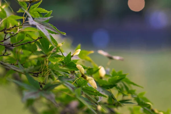 Amazing Green Japanese Maple Tree Nature Garden — Stock Photo, Image