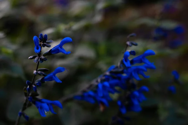 Baikal Skullcap Planta Medicinal Con Flores Azules Discretas —  Fotos de Stock