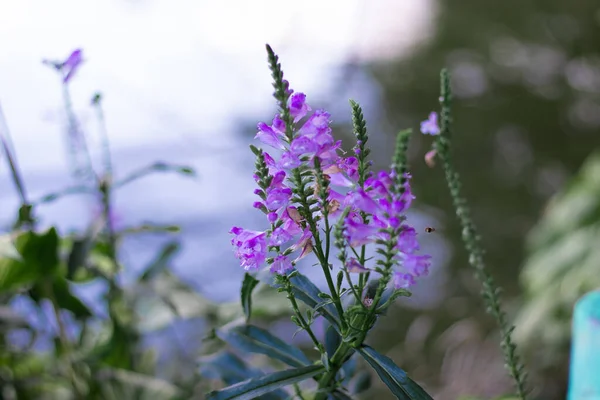 Arbustos Lavanda Primer Plano Atardecer Atardecer Brilla Sobre Flores Púrpuras — Foto de Stock