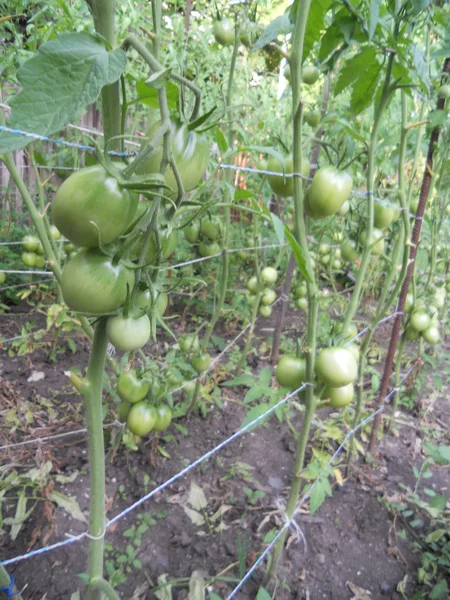Perkebunan tomat — Stok Foto