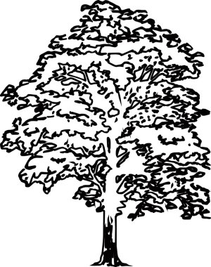 Meşe siluet vektör