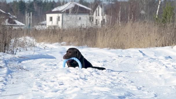 Un labrador marrón yace en un camino rural barrido por la nieve y mordisquea un círculo de juguetes — Vídeos de Stock