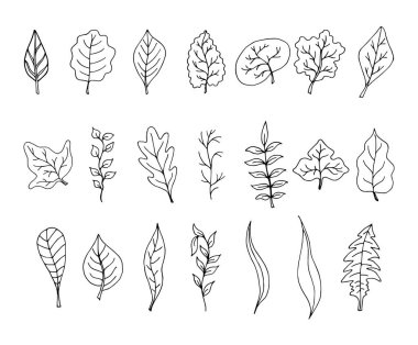 Beyaz arka planda izole edilmiş zarif yaprakların toplanması. Farklı ağaç ve bitki yaprakları: huş ağacı, kavak, meşe, karaağaç, karahindiba, ıhlamur, kavak, kızılağaç, elma, erik