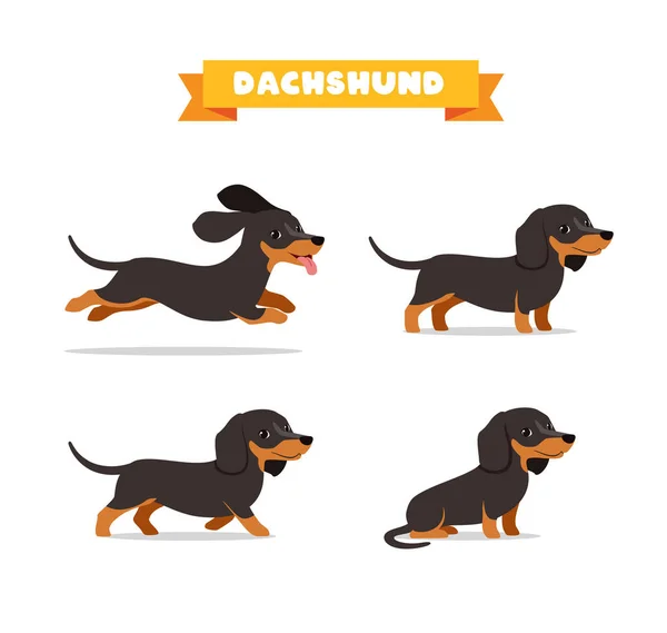 Animal Estimação Cão Bonito Dachshund Com Muitos Pose Pacote Definido — Vetor de Stock