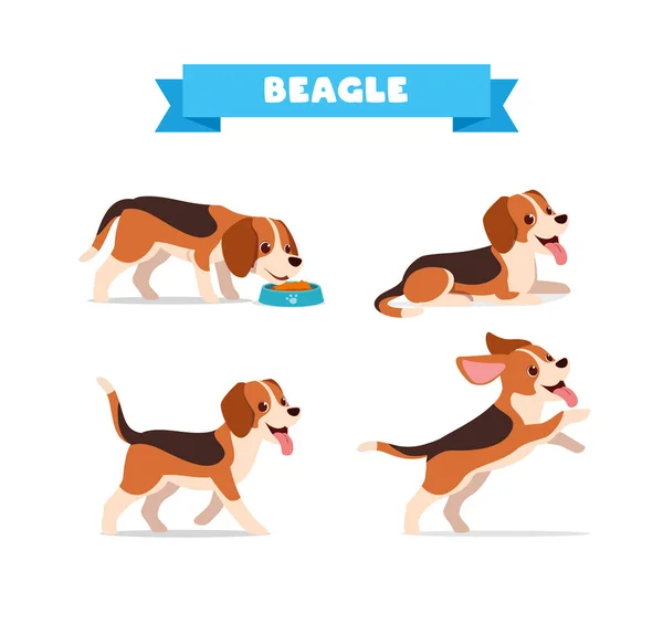 Lindo Beagle Perro Animal Mascota Con Muchos Pose Paquete Conjunto — Archivo Imágenes Vectoriales