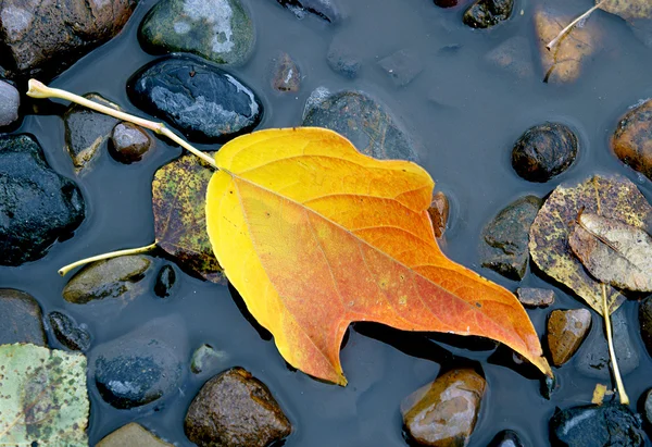 Feuille jaune vif dans une flaque — Photo